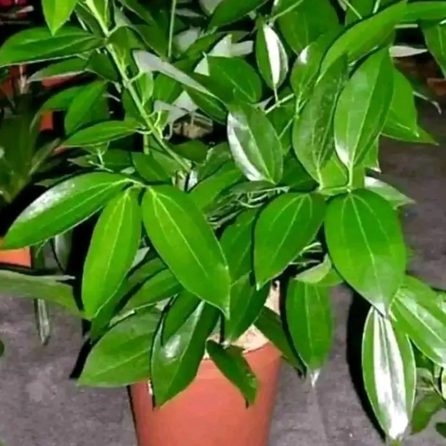 tej patta plant